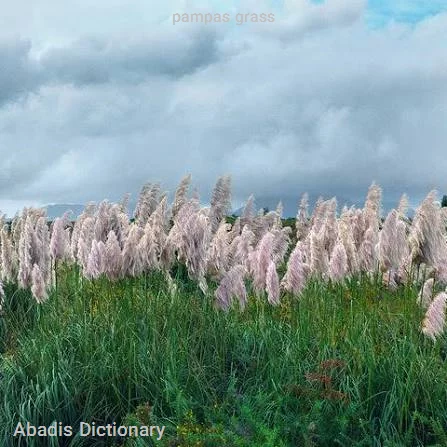 pampas grass